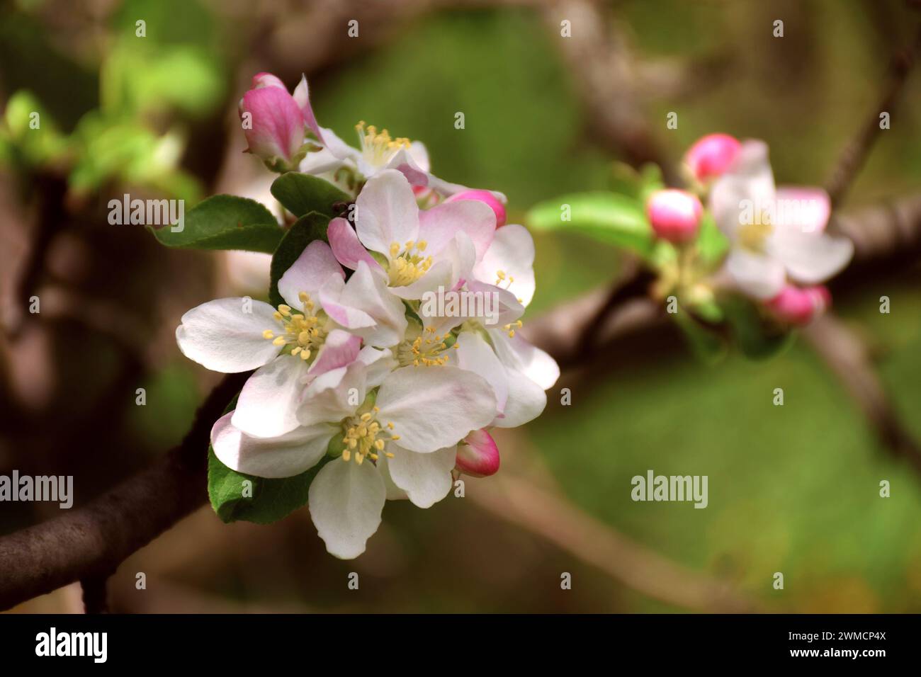 Blossoming apple closeup. Delicate herb, fragile flowers of apple. Spring came. Nature awoke. The bright colors of spring. The fragrance of blooming g Stock Photo