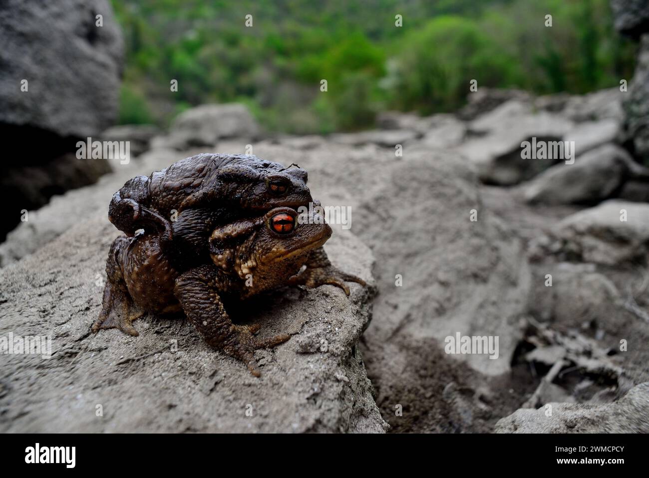 Common toad (Bufo spinosus) in Ribeira Sacra of Ourense, Galiza, Spain Stock Photo