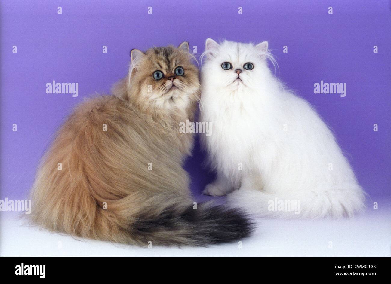 Persian Chinchilla and Golden Stock Photo