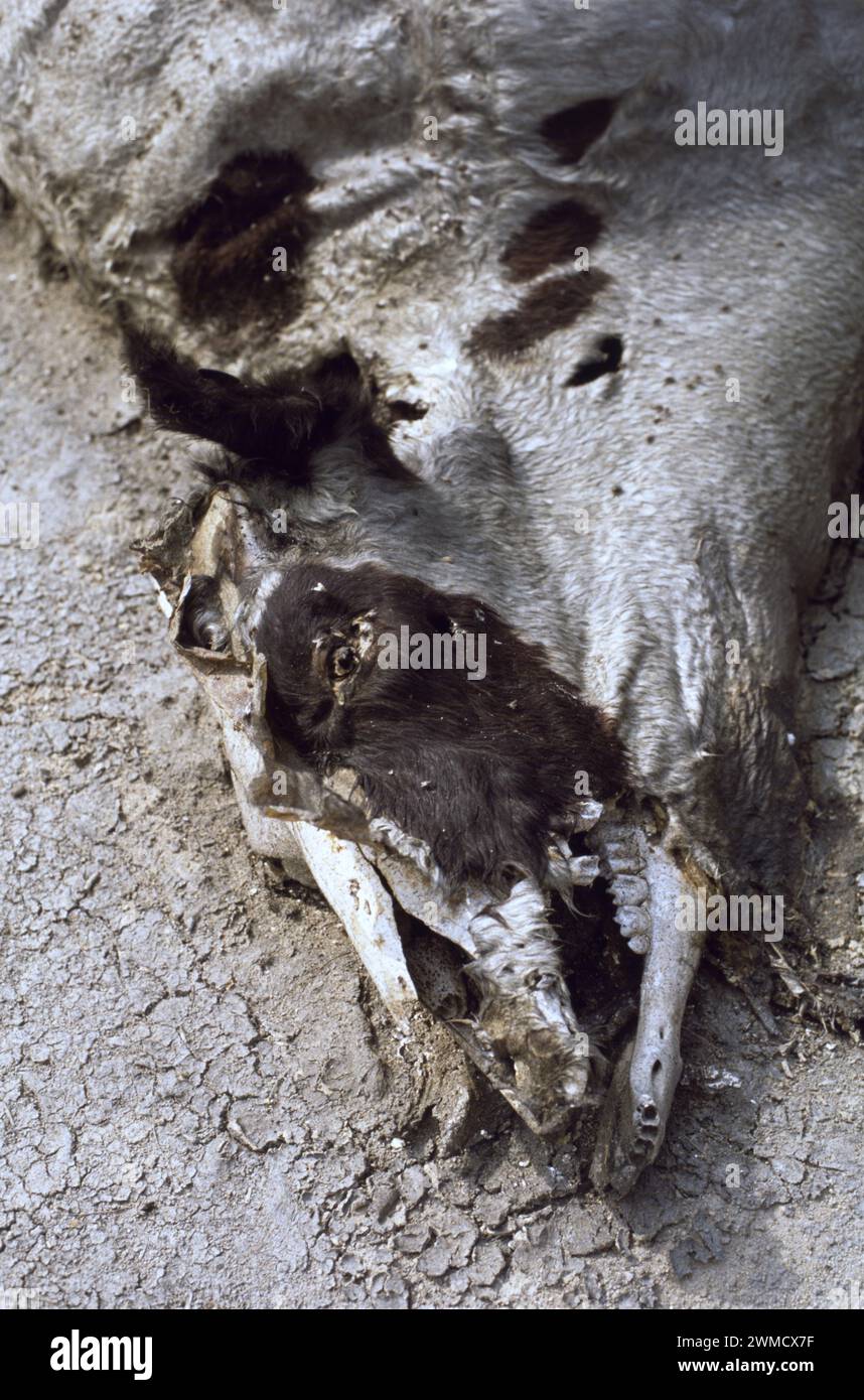 First Gulf War: 19th March 1991 The rotting carcass of a dairy cow at the Kuwait United Dairy Company's farm, just outside Kuwait City. Stock Photo