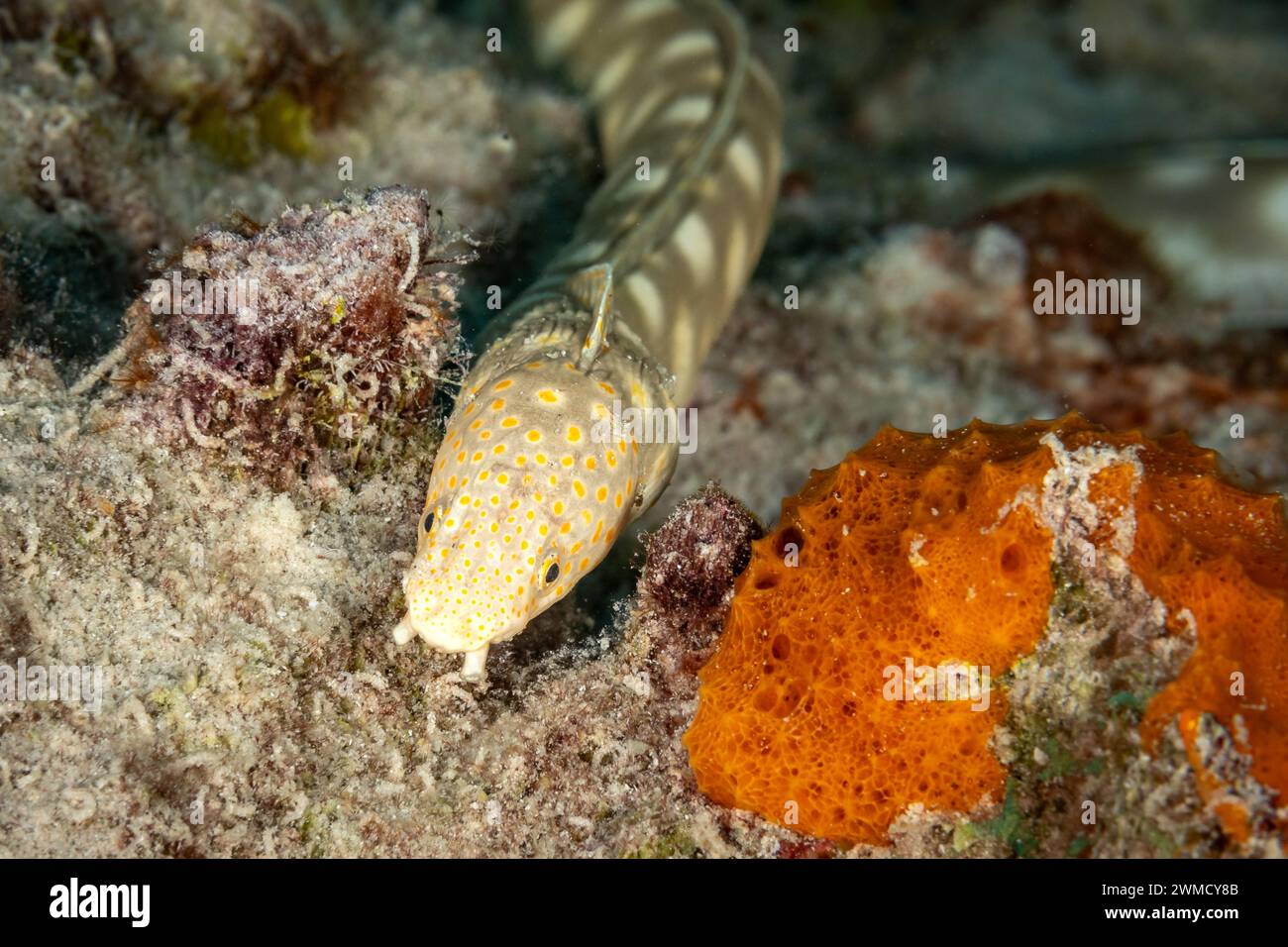 Caribbean Sharptail Eel, Myrichthys breviceps, swimming along tropical coral reef scavenging to food Stock Photo