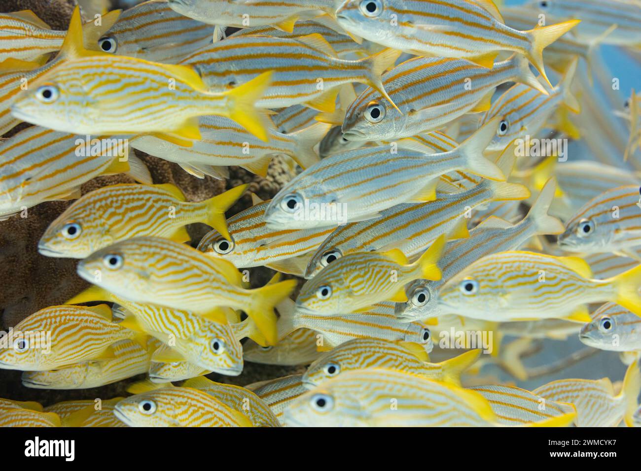 School of common yellow reef grunt fish congregate at coral reefs edge Stock Photo