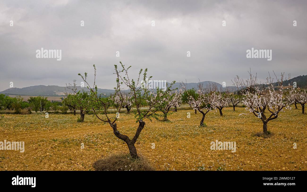 Almond trees in bloom in the Region of Murcia. Stock Photo