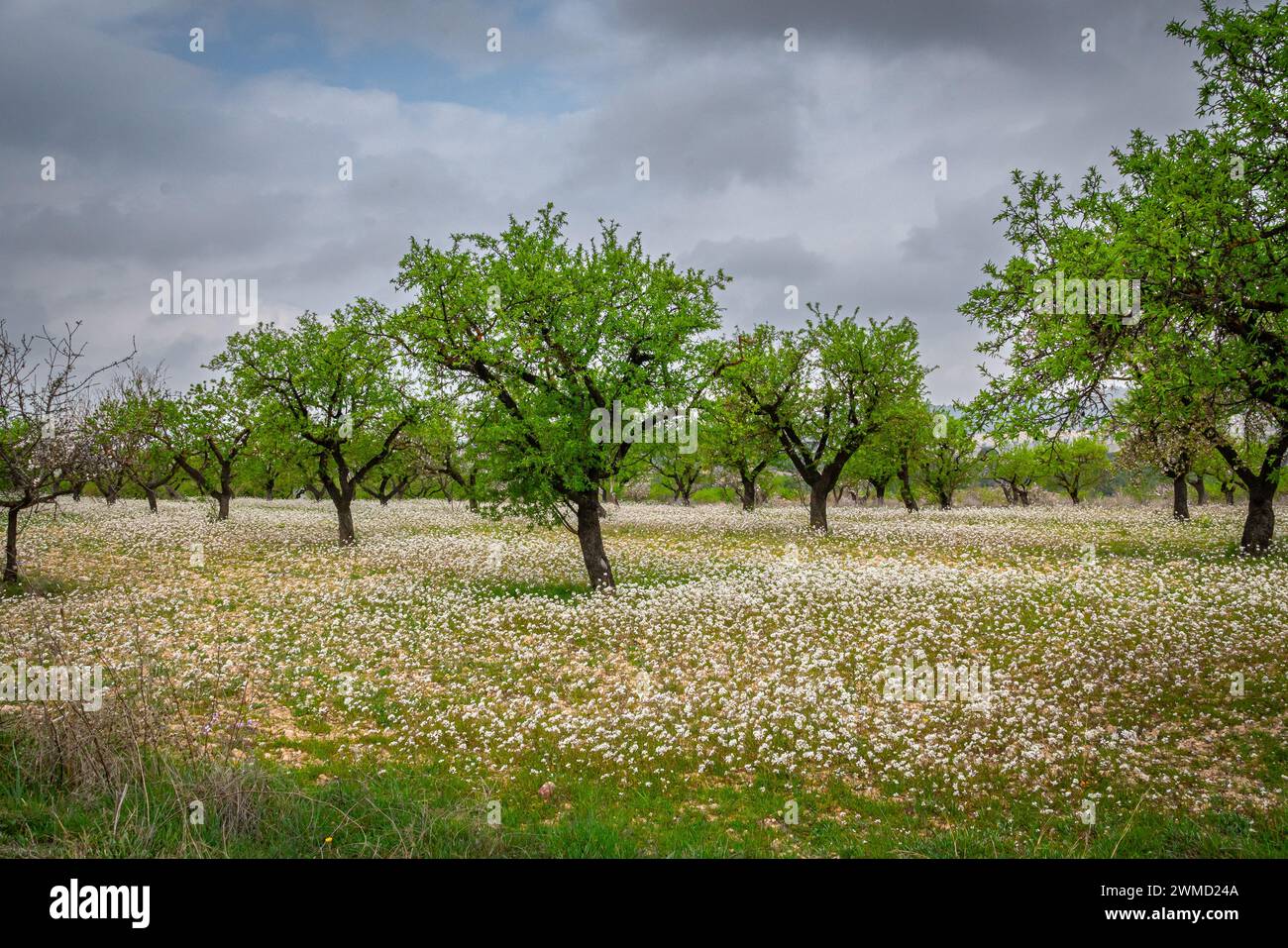 Almond trees in bloom in the Region of Murcia. Stock Photo