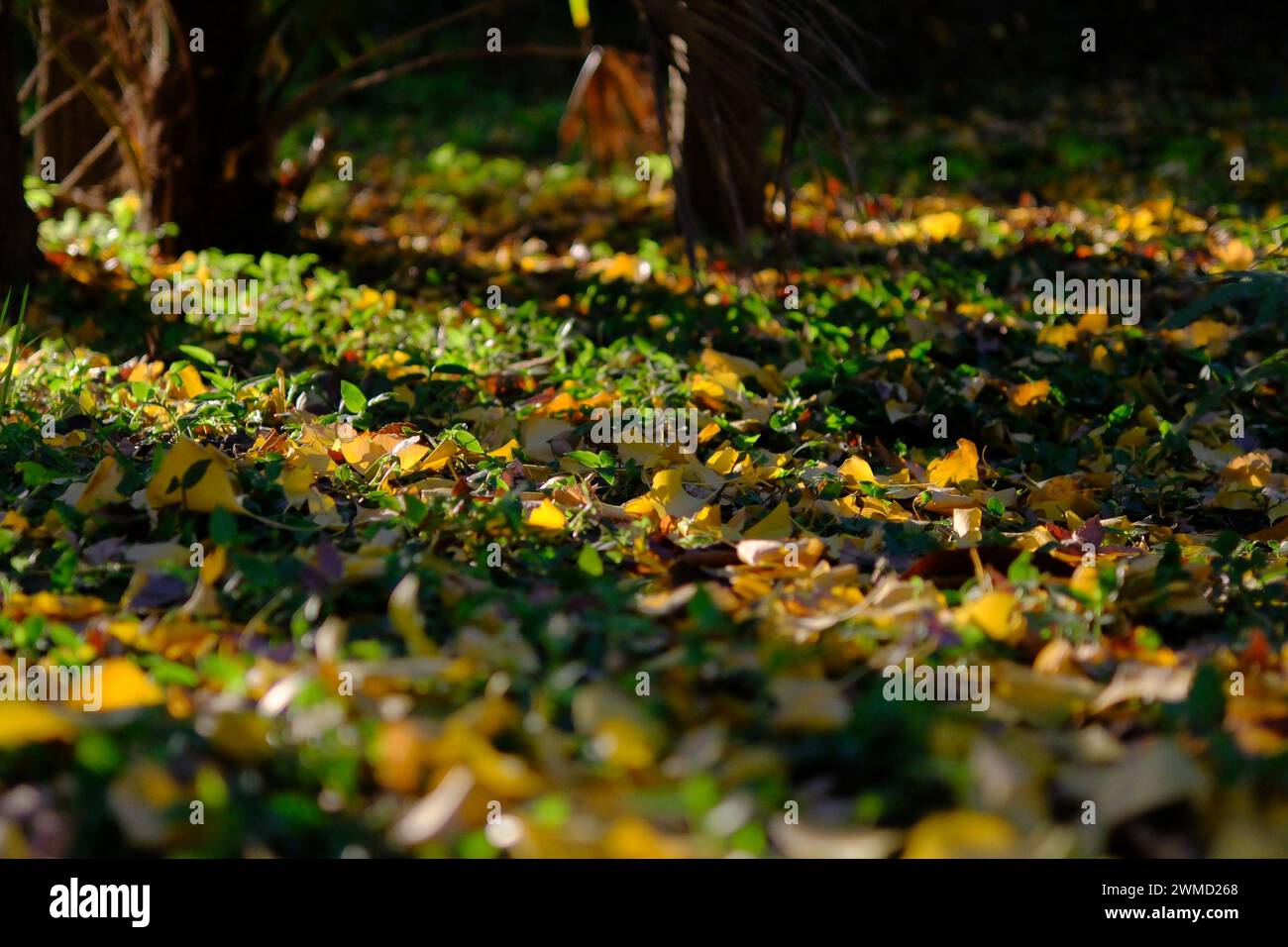 Closeup shot large fallen hi-res stock photography and images - Alamy