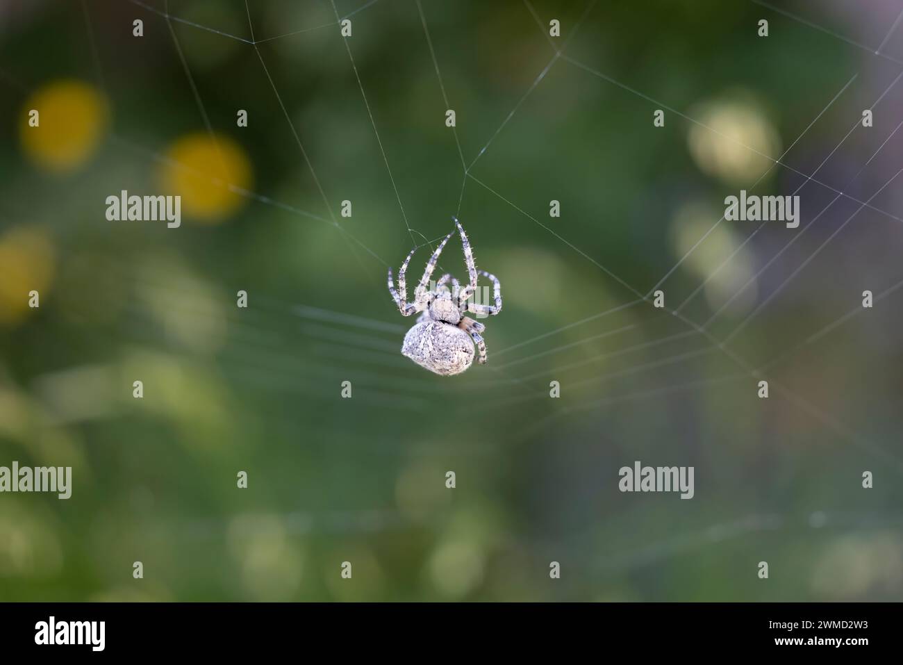 Spider spinning its web, araneus diadematus. Stock Photo