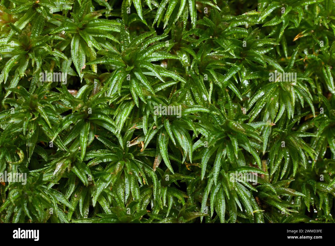 Atrichum undulatum (Common Smoothcap) is a moss common in lowland woodlands. It is native to Eurasia and North America. Stock Photo
