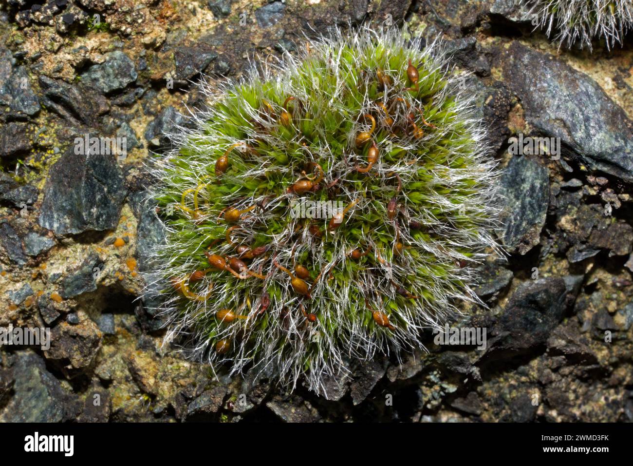 Grimmia pulvinata is a moss that grows on rocks, walls, concrete and tree trunks, and occurs in temperate climates worldwide. Stock Photo