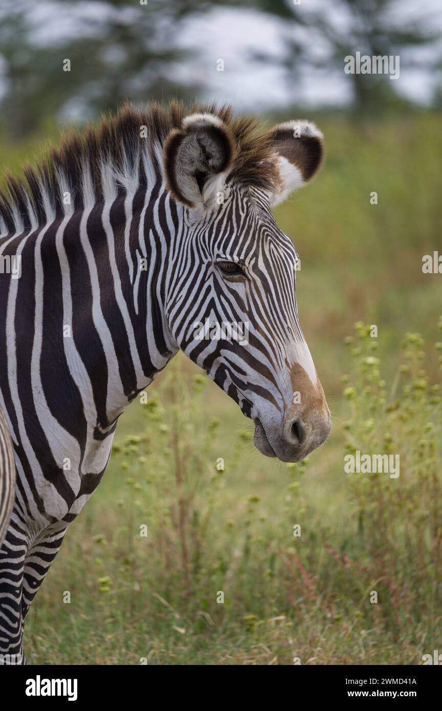 Grévy's zebra (Equus grevyi) at Mount Kenya Wildlife Estate, Kenya, East Africa Stock Photo
