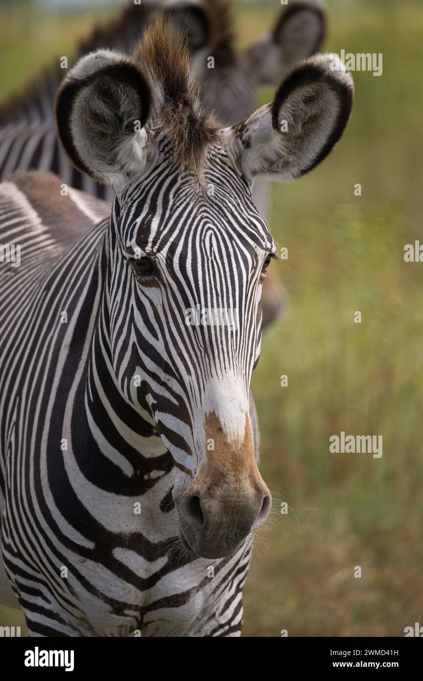 Grévy's zebra (Equus grevyi) at Mount Kenya Wildlife Estate, Kenya, East Africa Stock Photo