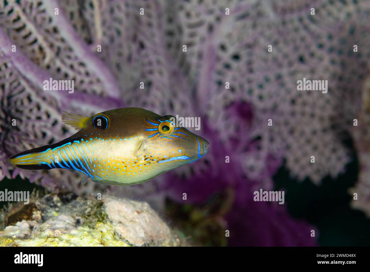 Blooded nose hi-res stock photography and images - Alamy