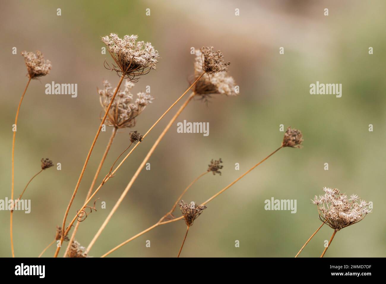 Weeds in agriculture field during winter, Alcoy, Spain Stock Photo