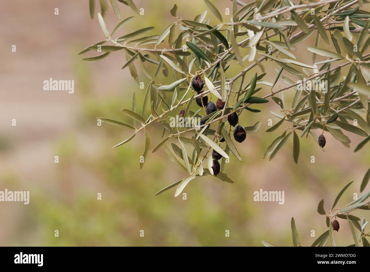 Ripe olives not harvested in the month of February used as food for sustainable wildlife, Alcoy, Spain Stock Photo