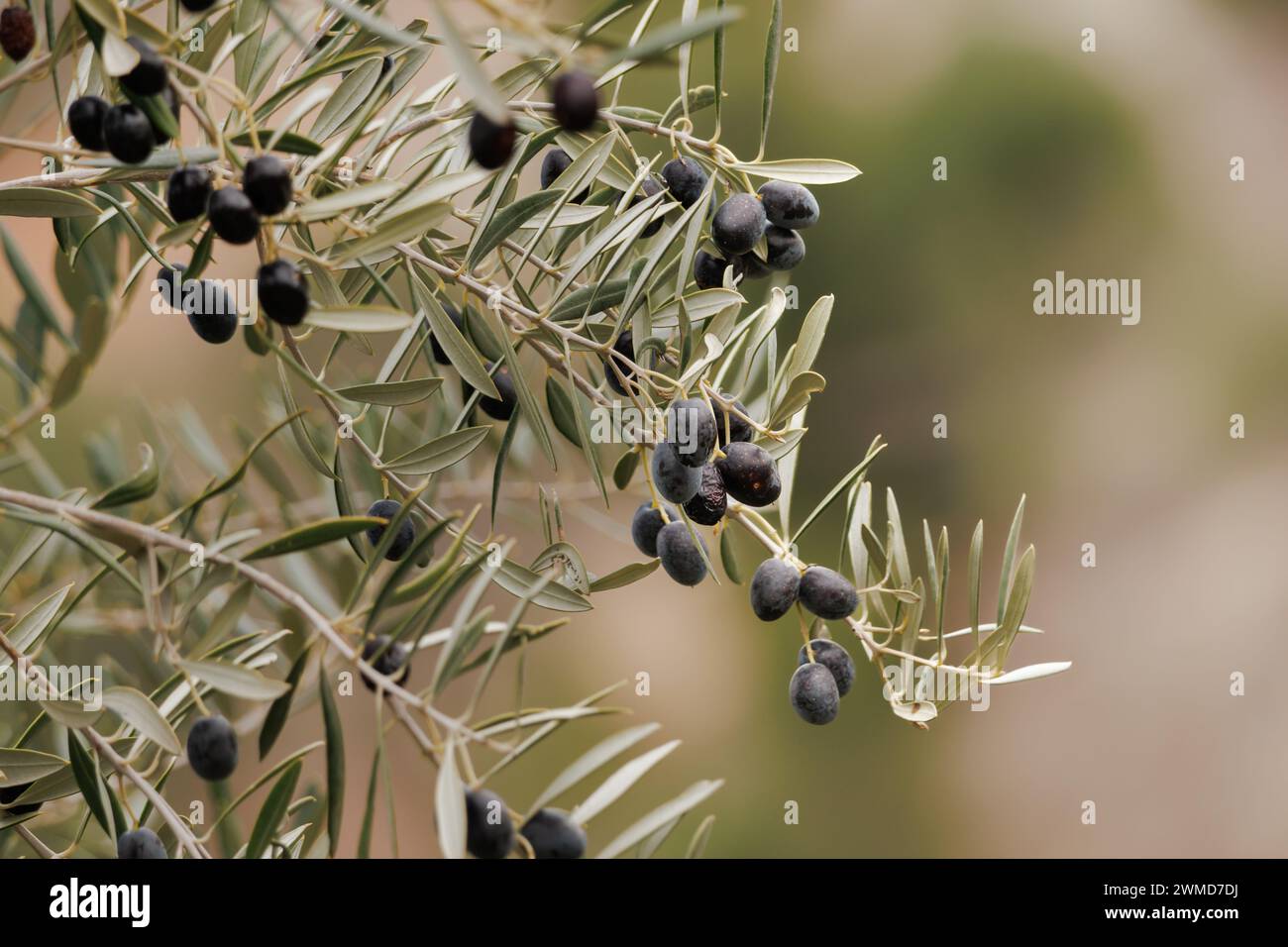 Ripe olives not harvested in the month of February used as food for sustainable wildlife, Alcoy, Spain Stock Photo