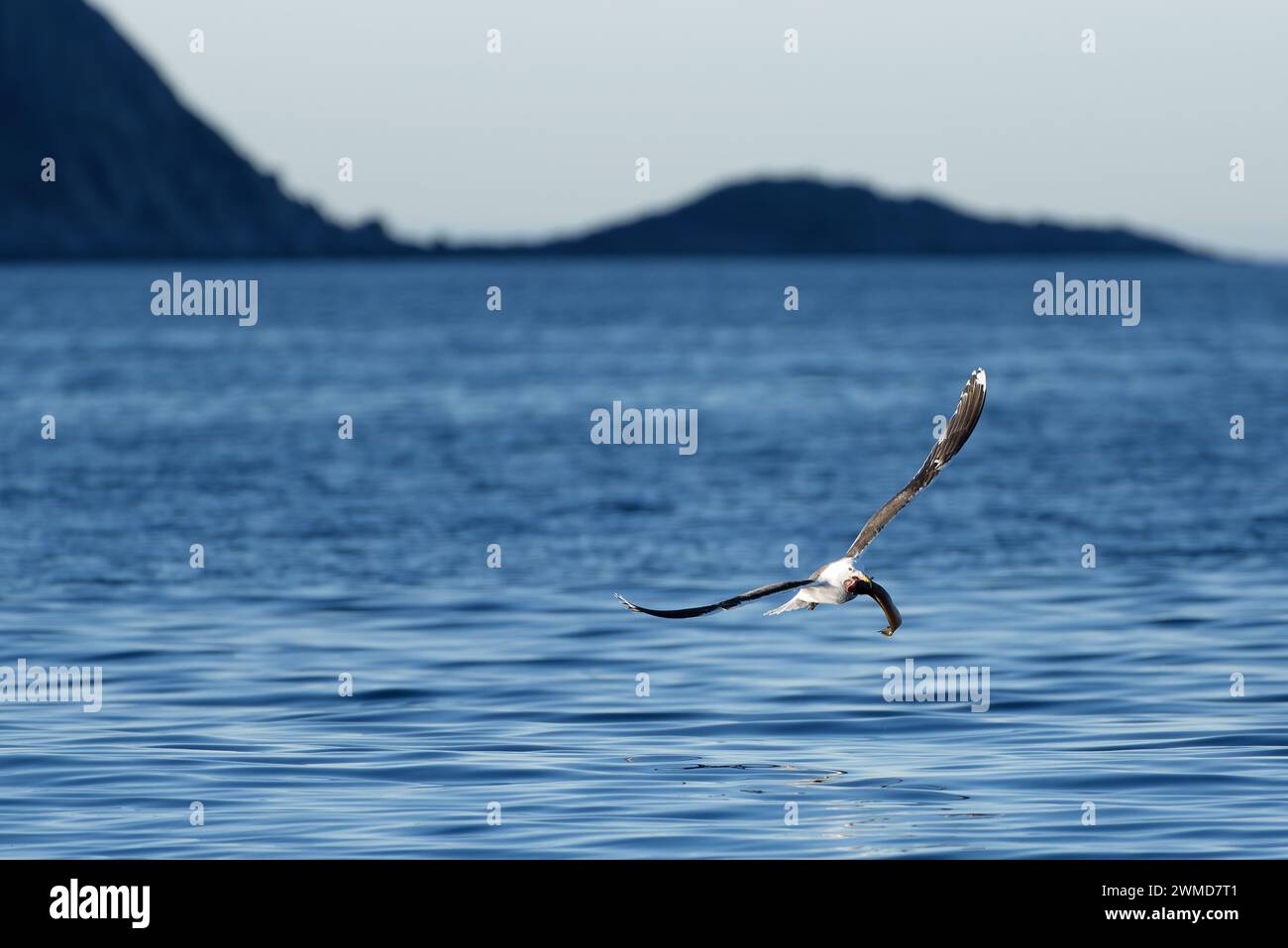 A great black-backed gull flying over sea water with fresh cusk catch in the Arctic Ocean in Northern Norway. Stock Photo