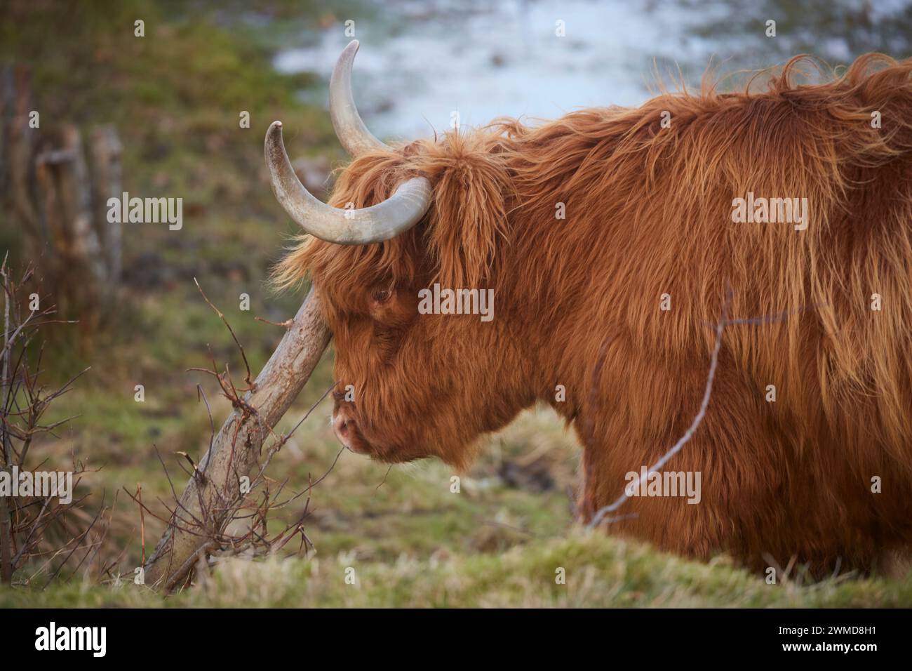 Highland cow at Swanston Farm Edinburgh, Scotland Stock Photo