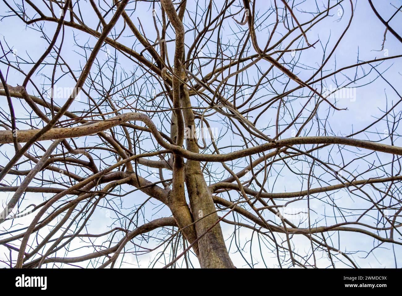 Merida Mexico,Xcumpich Calle 20A,bare tree many branches no leaves ...