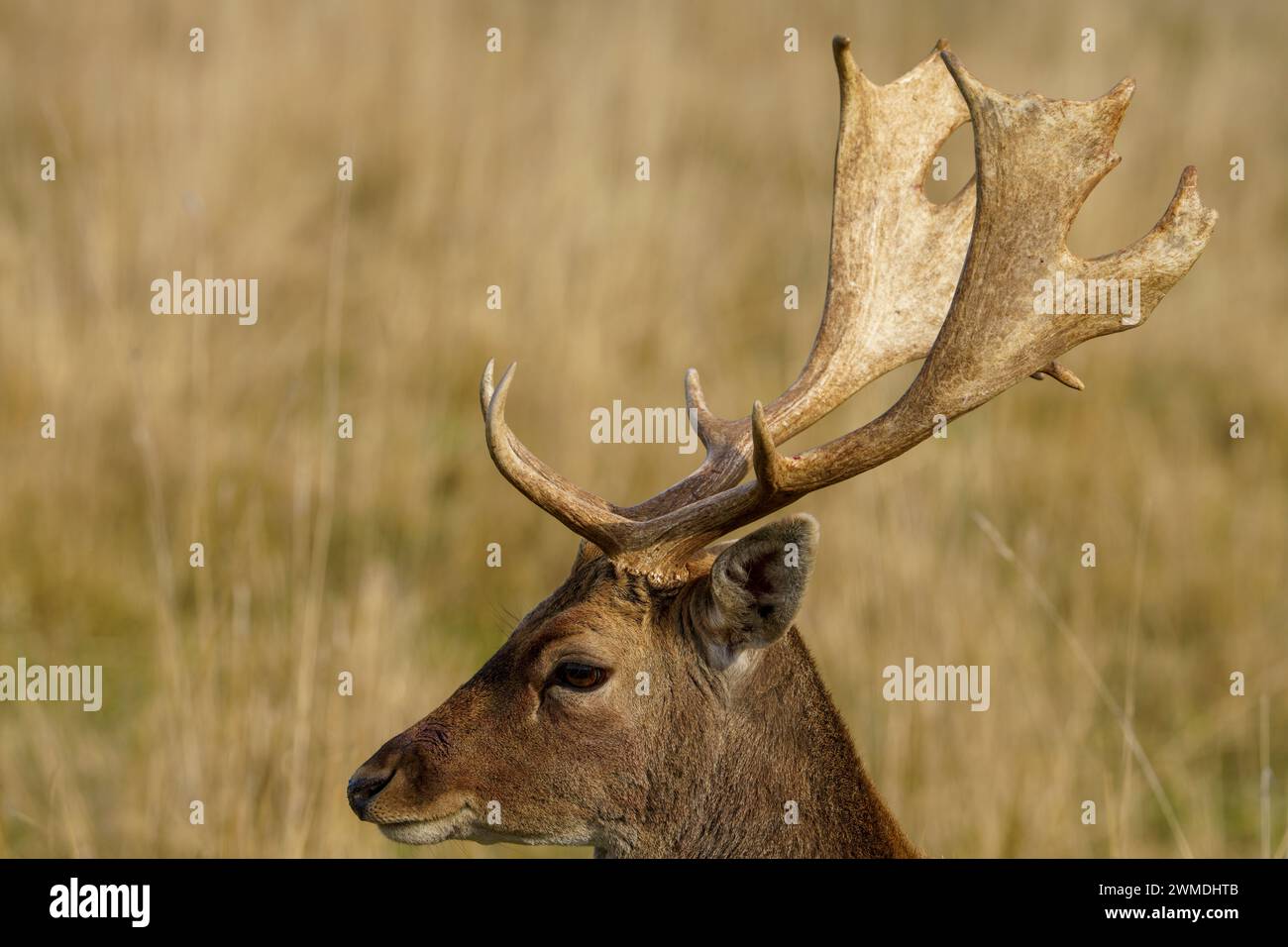 Dama dama Family Cervidae Genus Dama European fallow deer Stock Photo