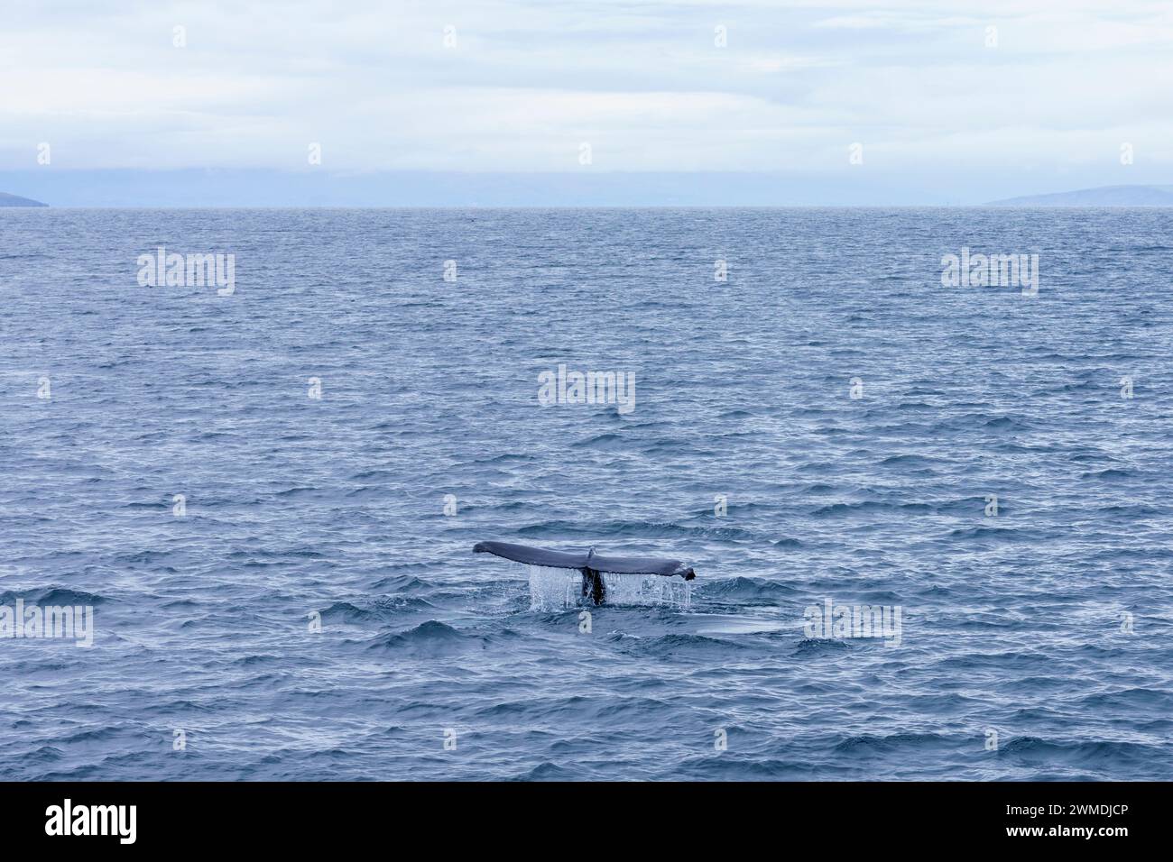 Megaptera novaeangliae Family Balaenopteridae Genus Megaptera Humpback whale in Iceland Stock Photo