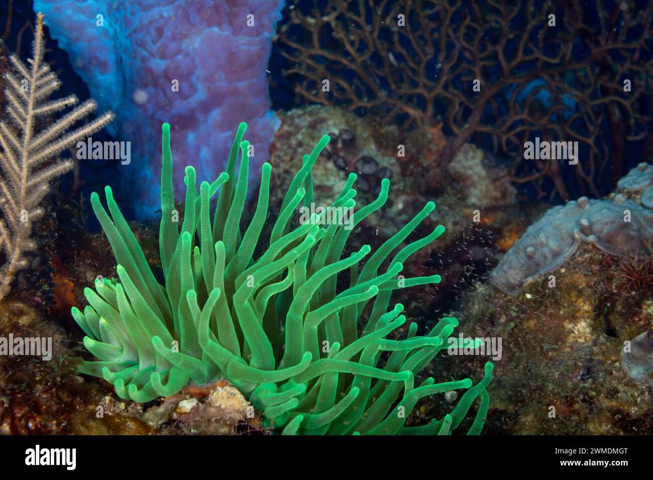 Beautiful and colorful green Sea Anemone, actiniaria, with long tentacles on coral reef Stock Photo