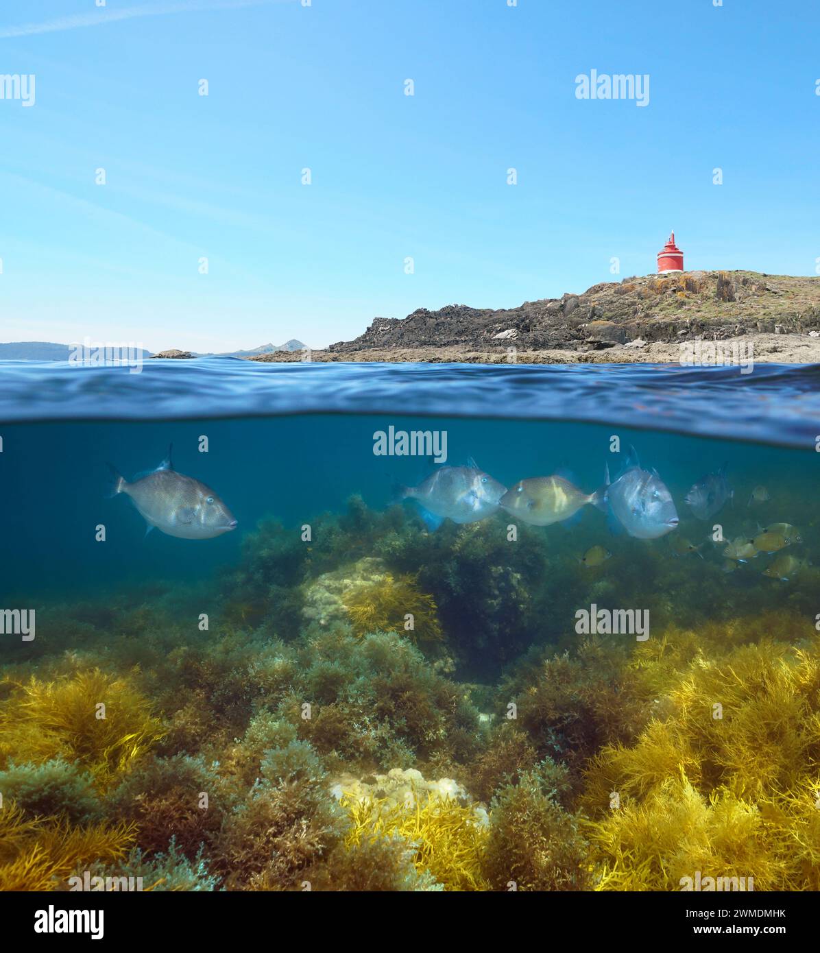 Coastline with a lighthouse and fish with seaweed underwater in the Atlantic ocean, split view over and under water surface, natural scene, Spain Stock Photo