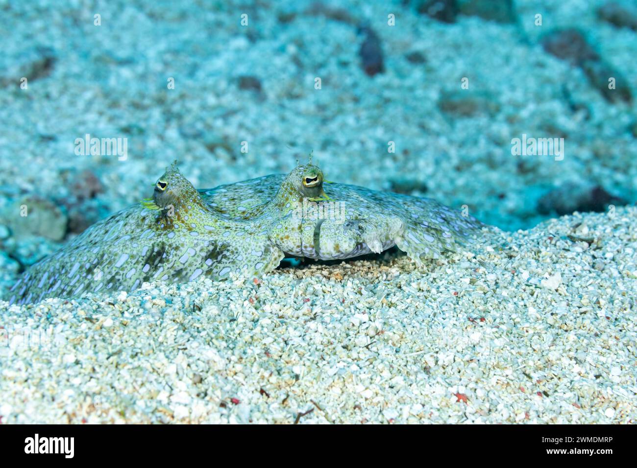 Close up view of Halibut, Hippoglossus stenolepis, fish’s eyes and mouth camouflaged on white sand Stock Photo