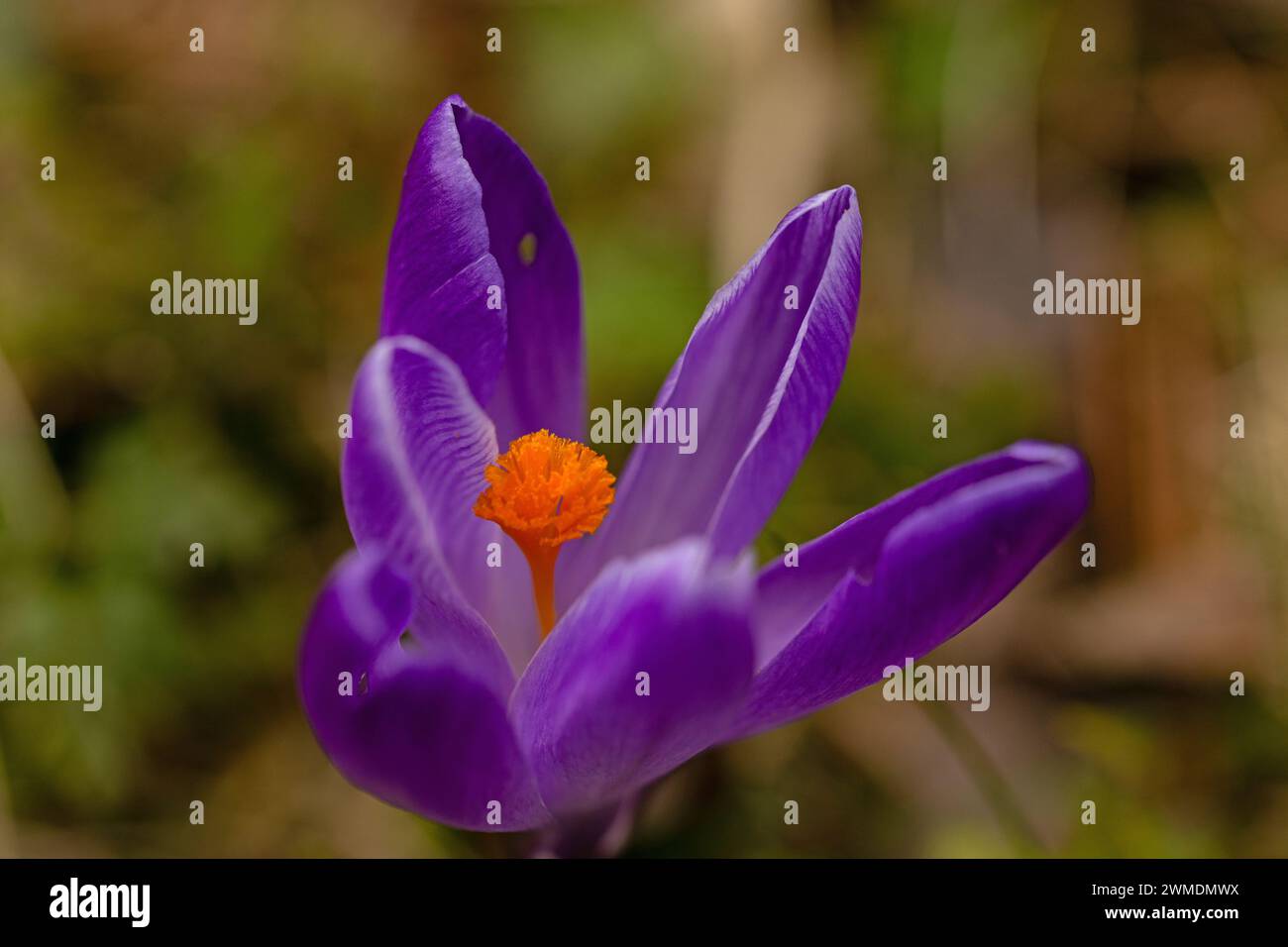 macro of a purple crocus flower Stock Photo