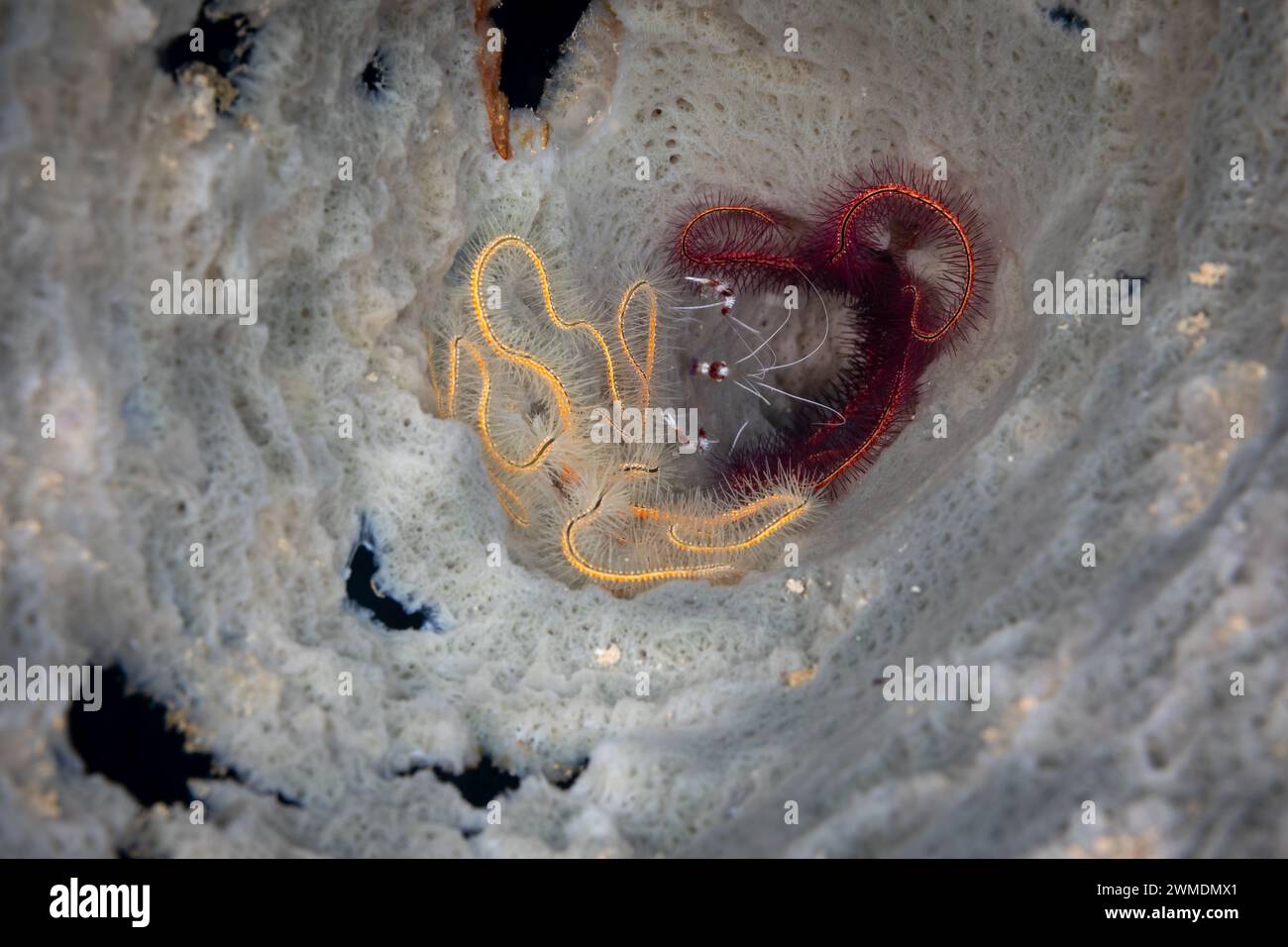 2 Brittle Starfish and a Banded Cleaner Shrimp hide in the tube of a vase Sponge Stock Photo