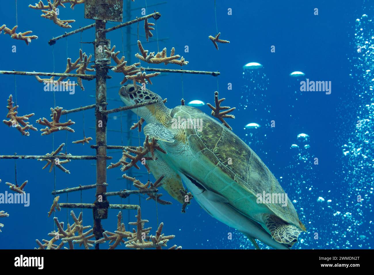 Green turtle swims into a coral reef restoration project to eat staghor n corals Stock Photo