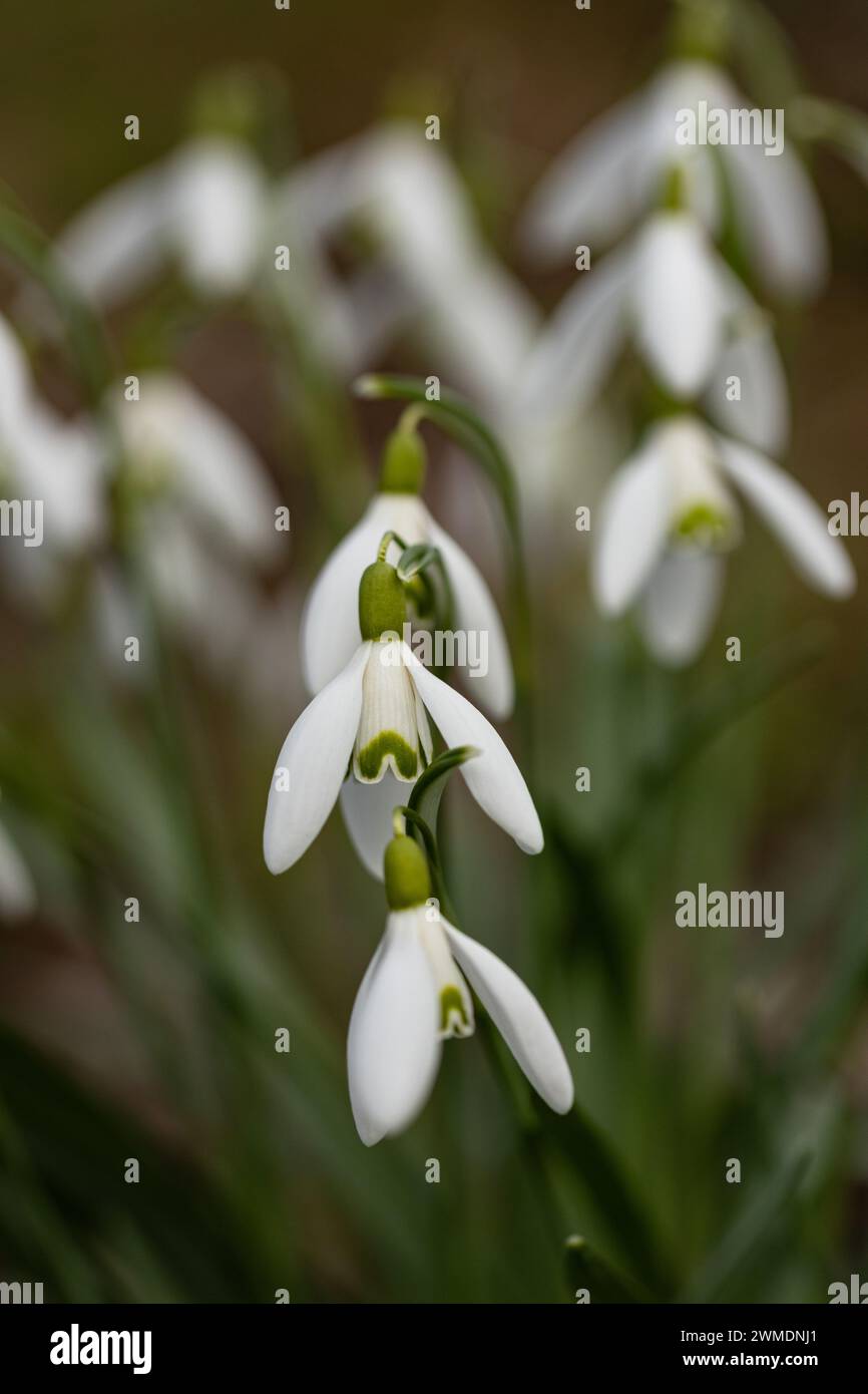 beautiful blooming snowdrop flowers in early spring Stock Photo