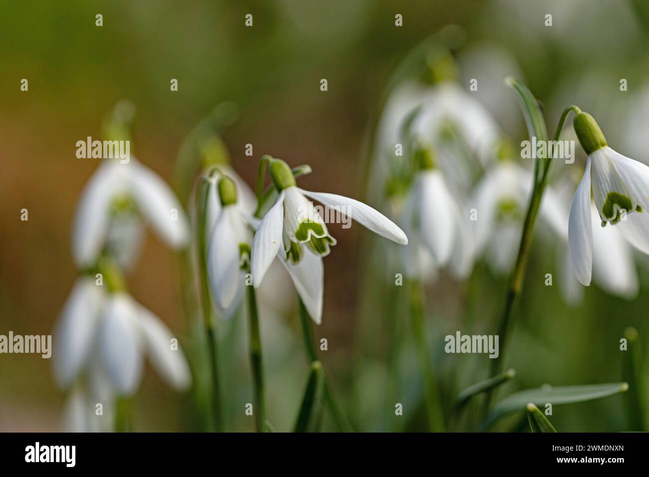 beautiful blooming snowdrop flowers in early spring Stock Photo