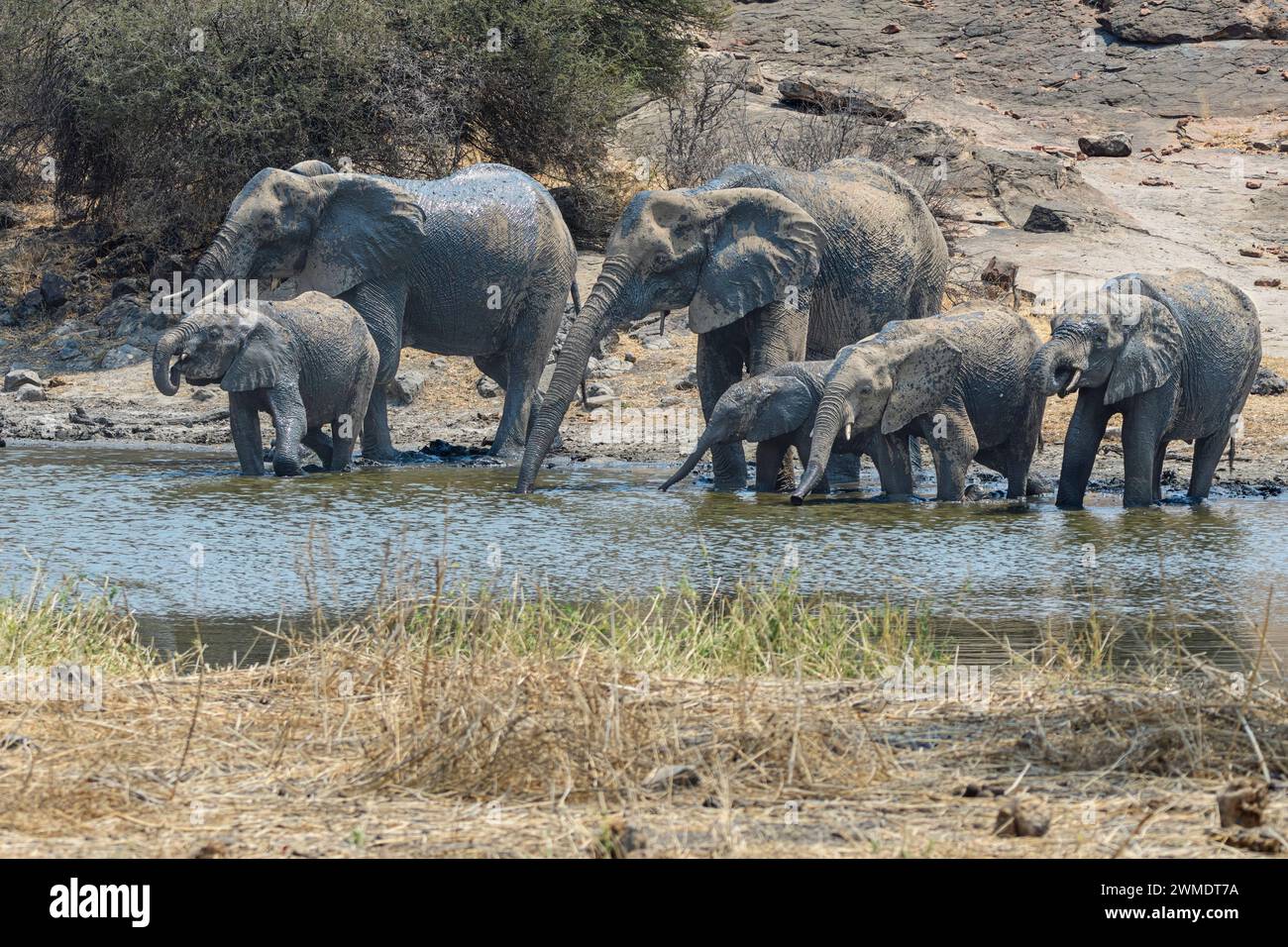 African Bush Elephants, Loxodonta africana, at a watering hole, Mashatu Game Reserve, Botswana Stock Photo