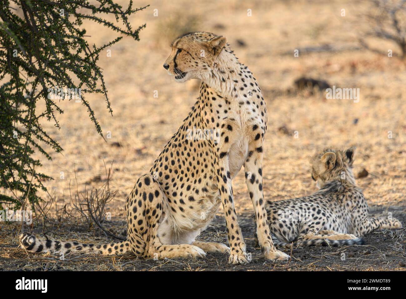 Cheetah family hi-res stock photography and images - Alamy