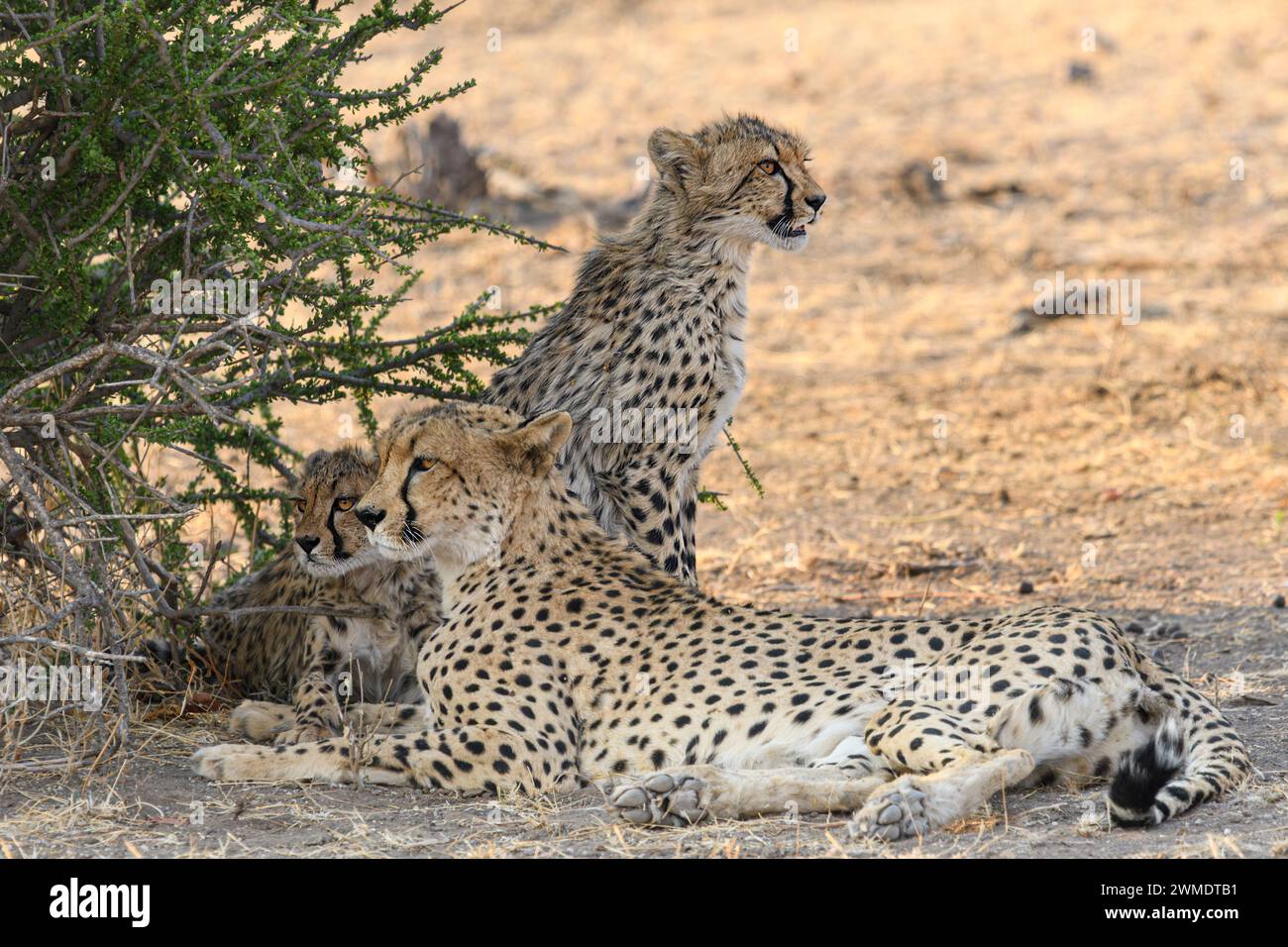 Worlds fastest land animal cheetah hi-res stock photography and images ...