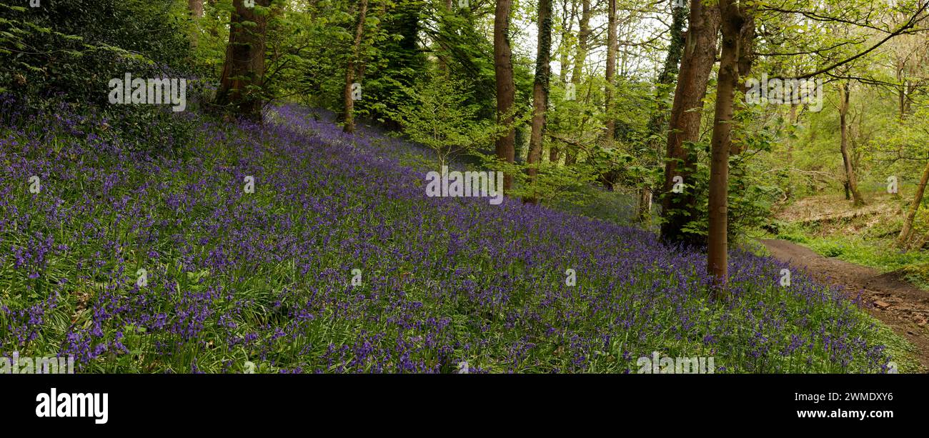 Bluebells, Blaids Wood, County Durham, England Stock Photo