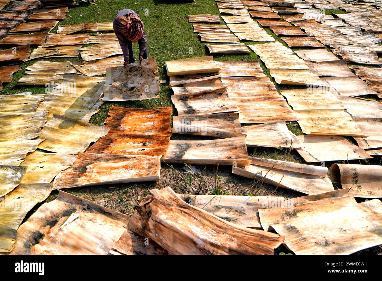 Raiganj, India. 18th Feb, 2024. Workers seen sorting out dry Plywood under the sun at a Plywood manufacturing plant. Every day, female laborers earn around $2 (INR 150) for an 8-hour workday. This job serves as one of the primary sources of income for their families during the summer season. Credit: SOPA Images Limited/Alamy Live News Stock Photo
