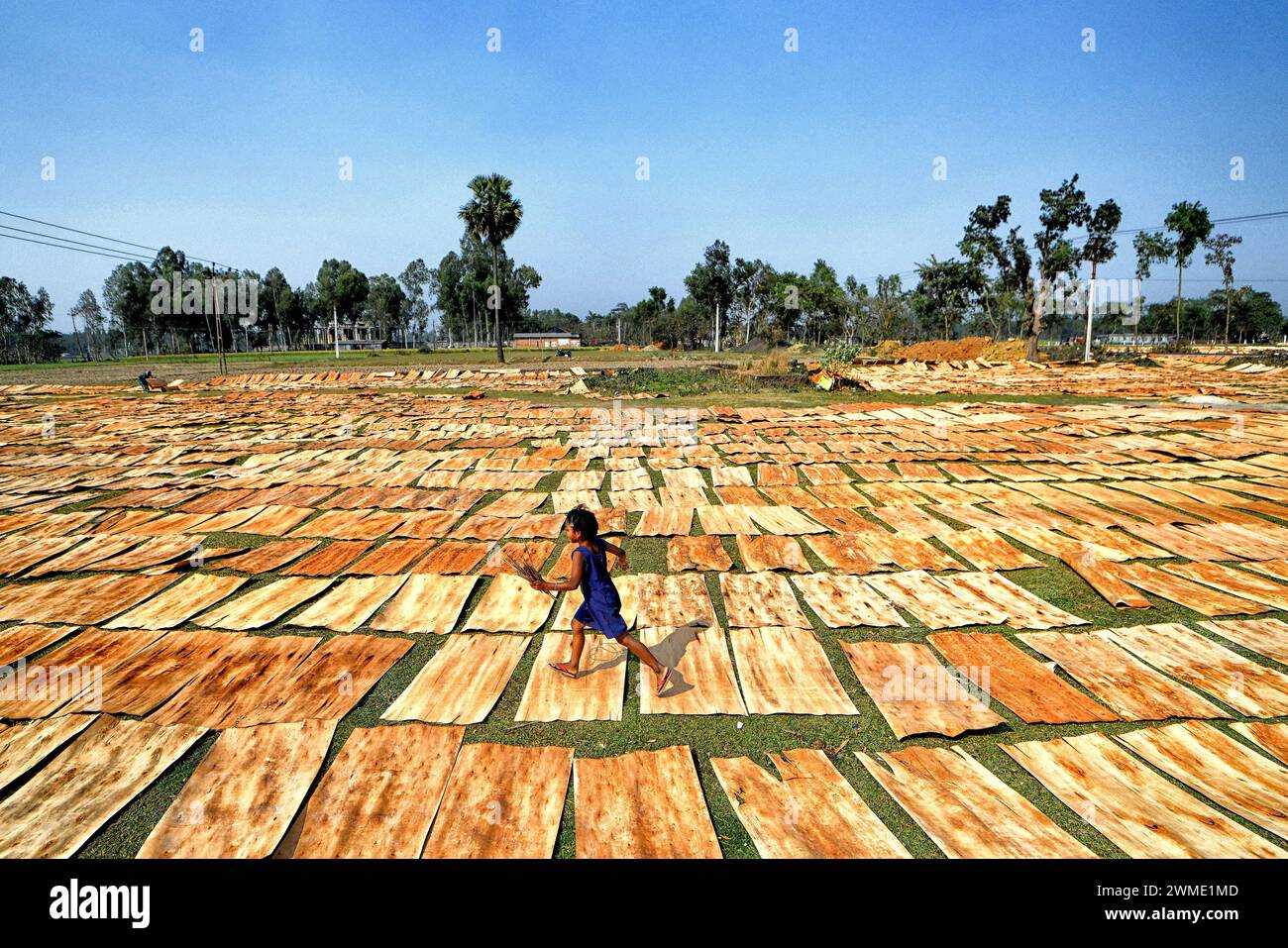 Raiganj, India. 18th Feb, 2024. A little child seen running over the dry Plywood under the sun at a Plywood manufacturing plant. Every day, female laborers earn around $2 (INR 150) for an 8-hour workday. This job serves as one of the primary sources of income for their families during the summer season. (Photo by Avishek Das/SOPA Images/Sipa USA) Credit: Sipa USA/Alamy Live News Stock Photo
