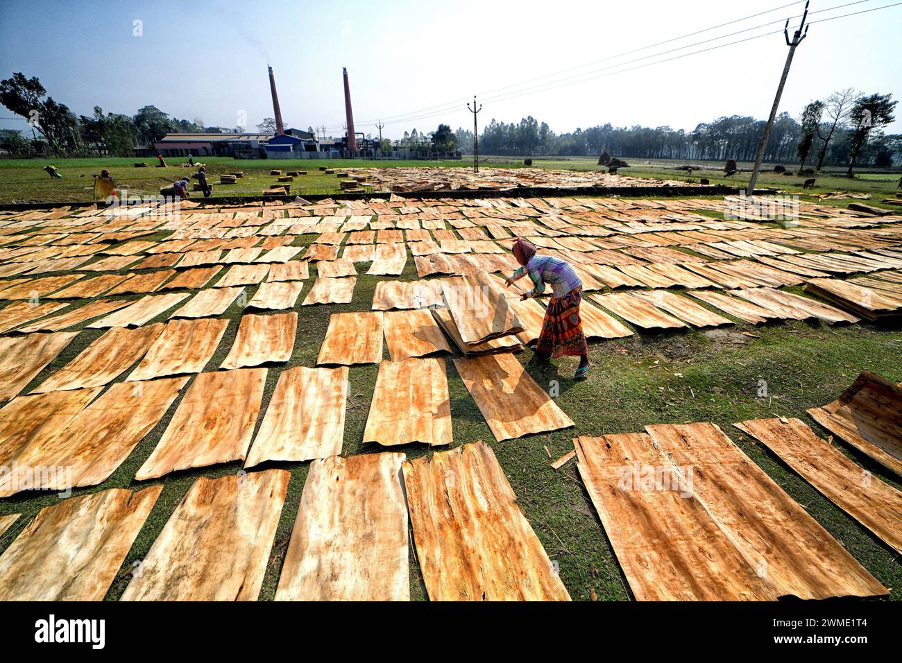 Raiganj, India. 18th Feb, 2024. A female worker seen drying Plywood under the sun at a Plywood manufacturing plant. Every day, female laborers earn around $2 (INR 150) for an 8-hour workday. This job serves as one of the primary sources of income for their families during the summer season. (Photo by Avishek Das/SOPA Images/Sipa USA) Credit: Sipa USA/Alamy Live News Stock Photo