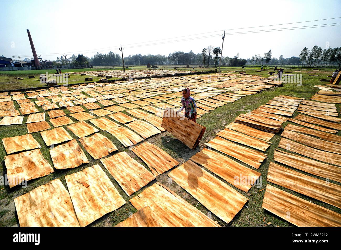 Raiganj, India. 18th Feb, 2024. A female worker seen sorting out dry Plywood under the sun at a Plywood manufacturing plant. Every day, female laborers earn around $2 (INR 150) for an 8-hour workday. This job serves as one of the primary sources of income for their families during the summer season. (Photo by Avishek Das/SOPA Images/Sipa USA) Credit: Sipa USA/Alamy Live News Stock Photo