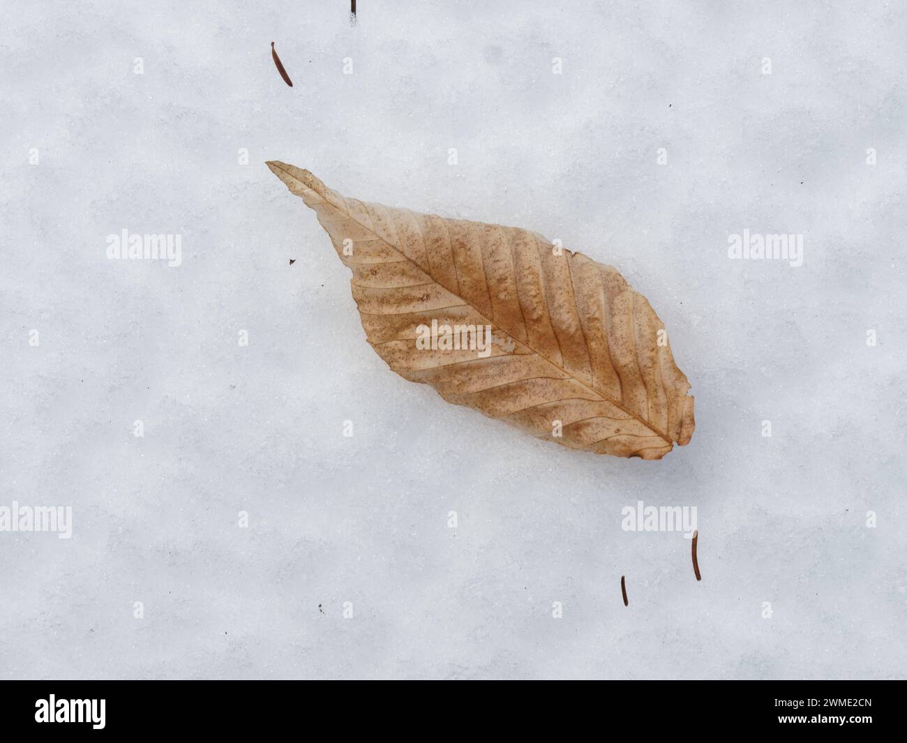 Dry Beech leaf laying on the snow. Quebec,Canada Stock Photo
