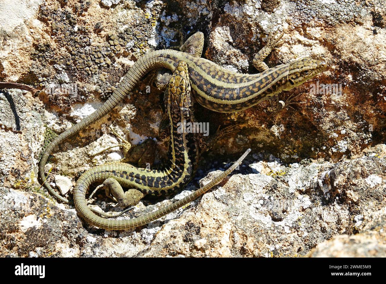 A male lizard is seen biting a female to mate. This ensures that she doesn't move. In Savur district of Mardin in Turkey, lizards mated one month earlier than normal due to global warming. Lizards normally mate between April and August. Stock Photo