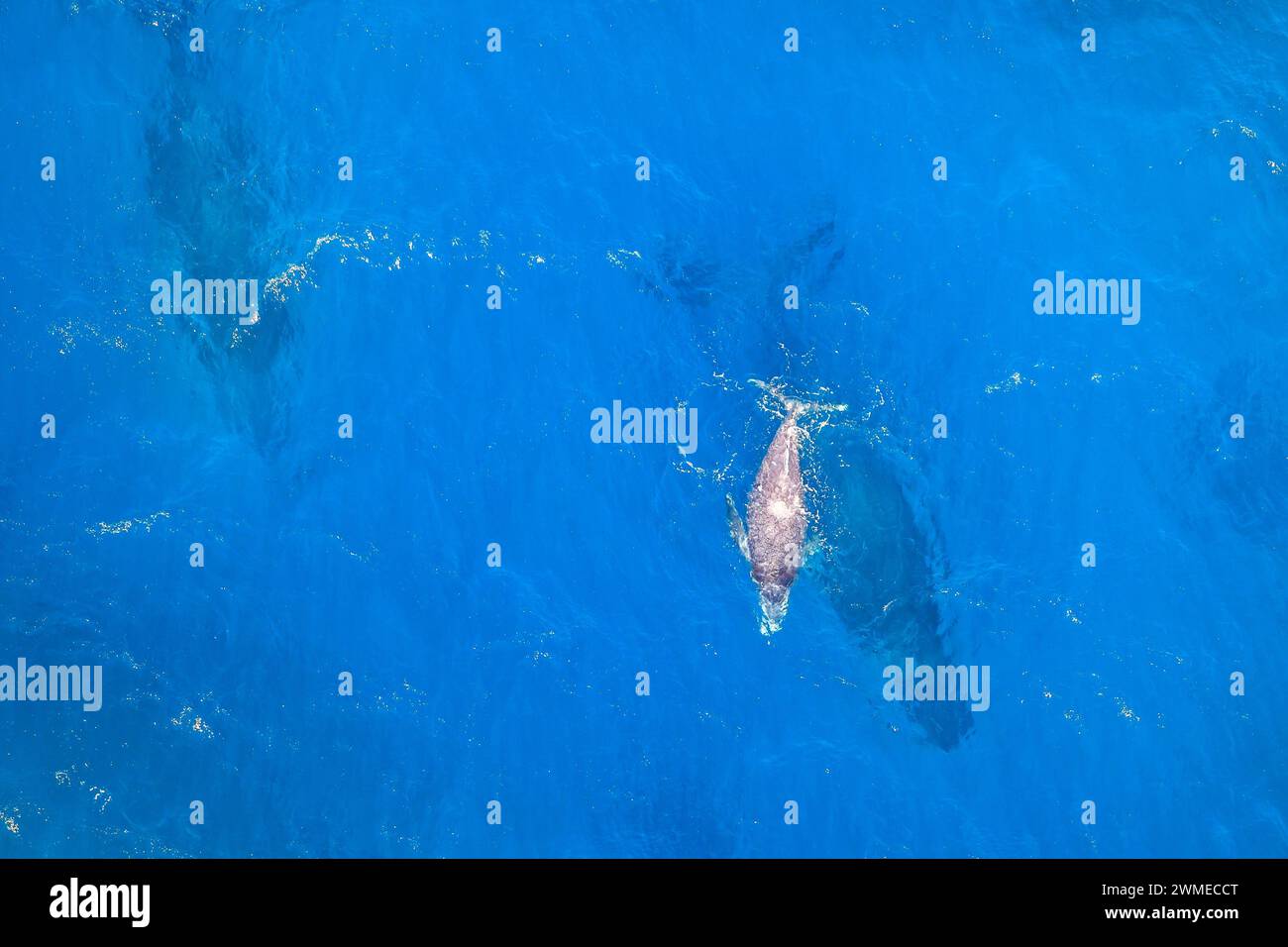 Blue whale calf top hi-res stock photography and images - Alamy
