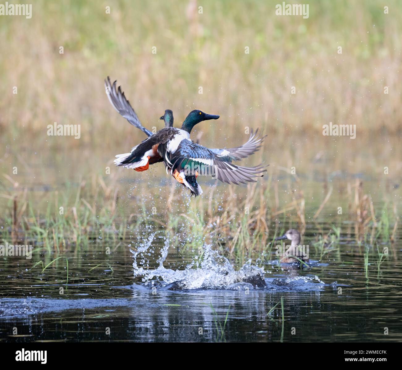 Northern Shovelers (Anas clypeata) taking off water with splash Stock ...