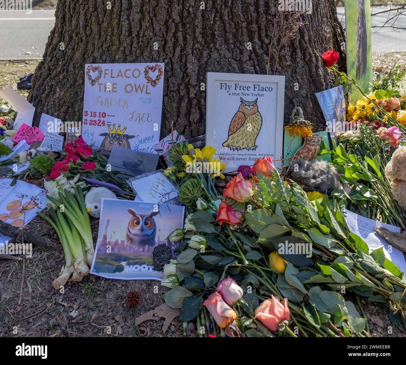 NEW YORK, N.Y. – February 25, 2024: Tributes to Flaco the owl are seen at a makeshift memorial in Central Park. Stock Photo