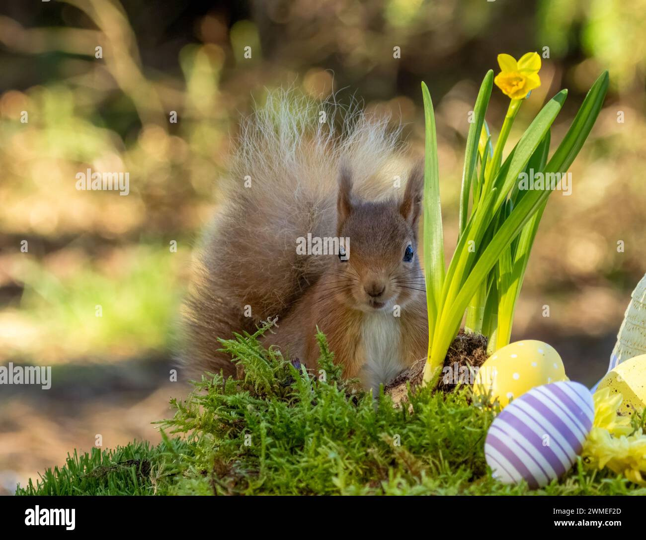 Easter spring scene of cute little scottish red squirrel with daffodils
