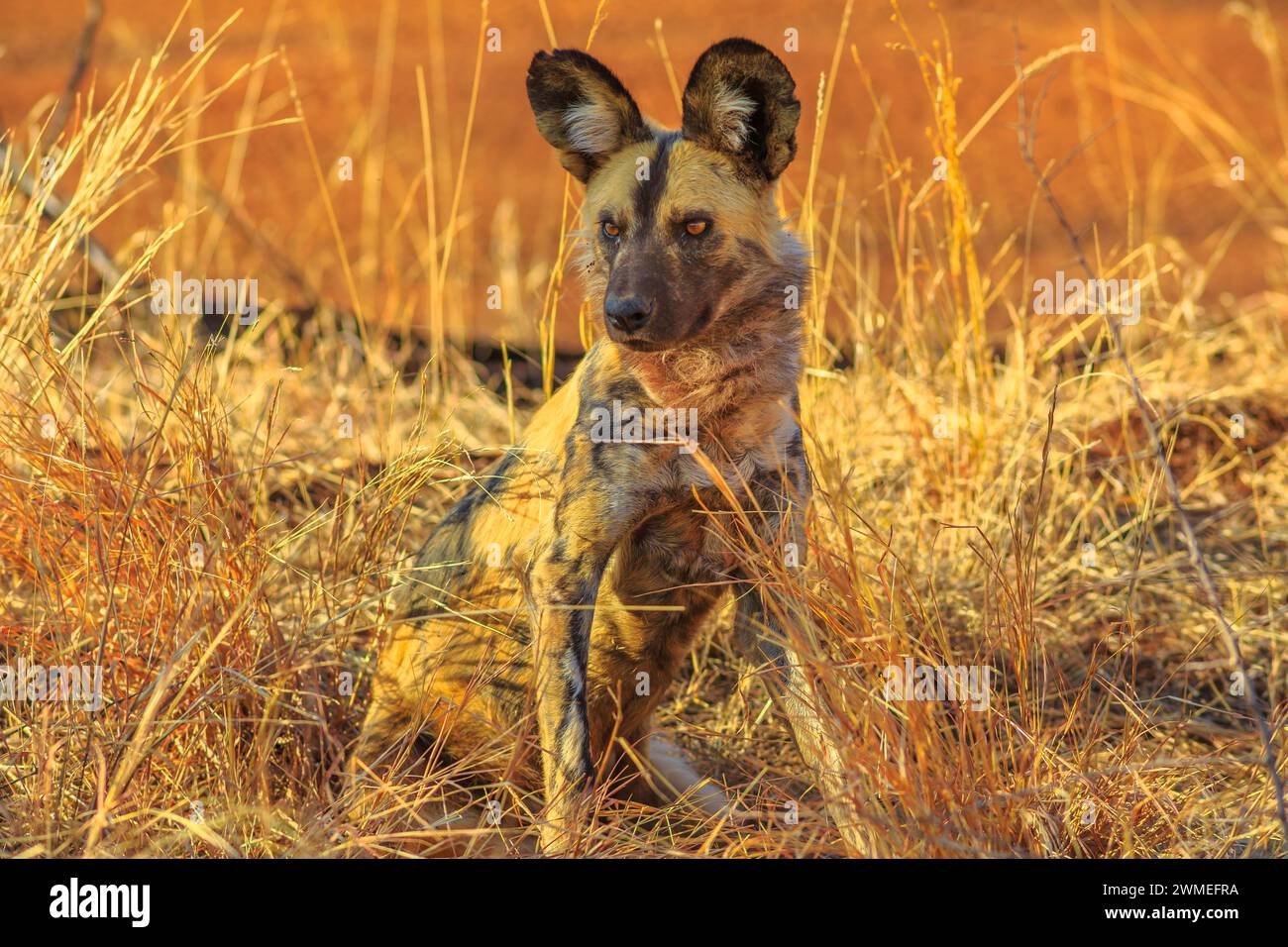 Spotted hyena cub, species Crocuta crocuta standing watchful in Madikwe ...
