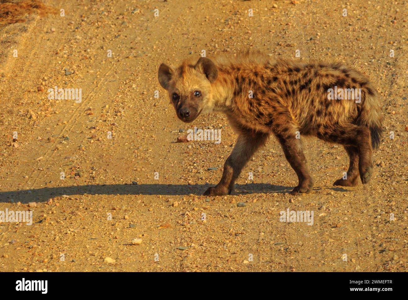 Spotted hyena cub runs through a dirt road in Kruger National Park ...