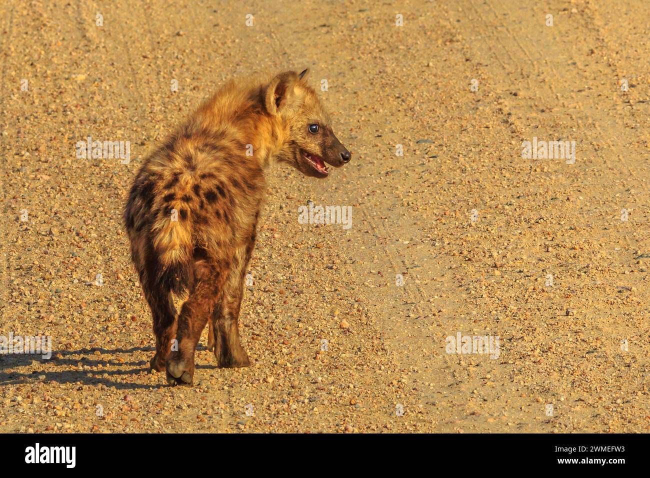Spotted hyena cub standing on a dirt road in Kruger National Park ...