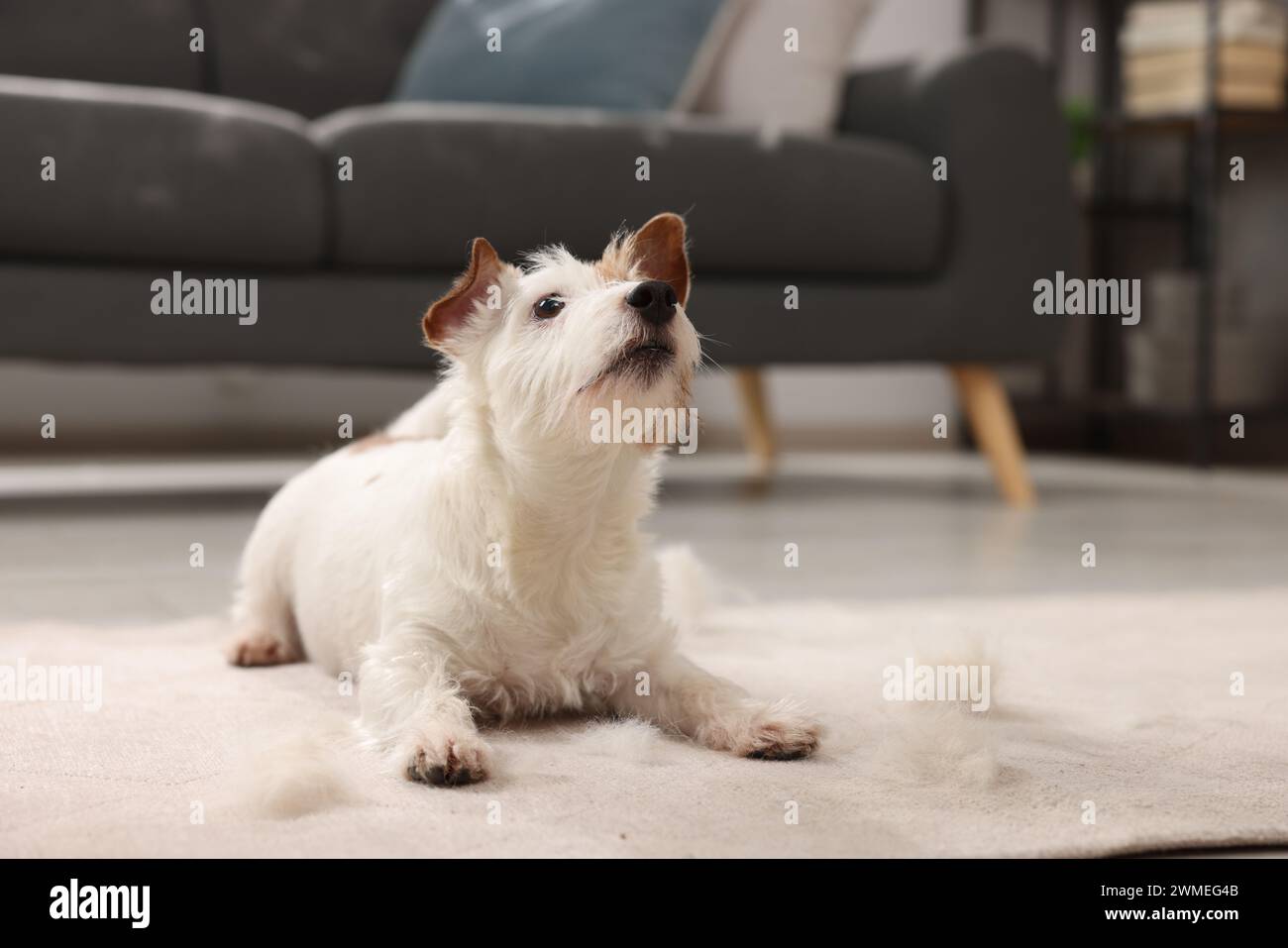 Cute dog lying on carpet with pet hair at home Stock Photo - Alamy