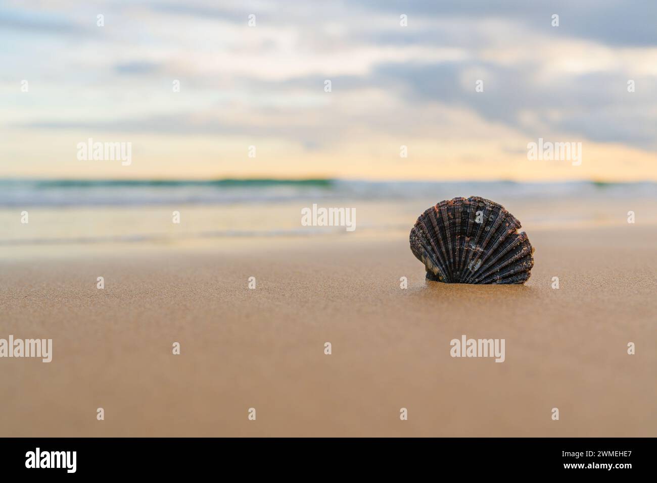 Solitary seashell sits prominently on the smooth sands against an ocean ...